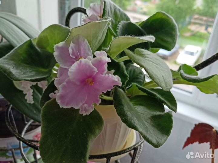 Фиалки, бегония black velvet