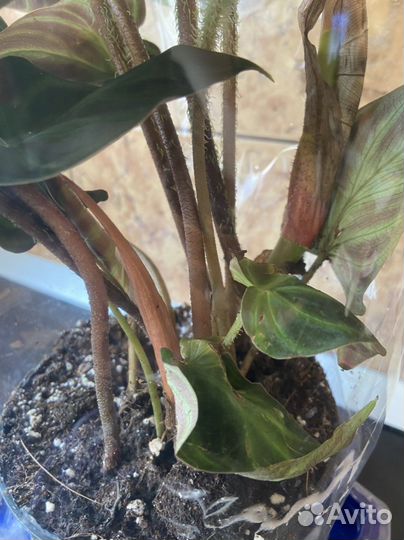 Филодендрон бородавчатый с фото