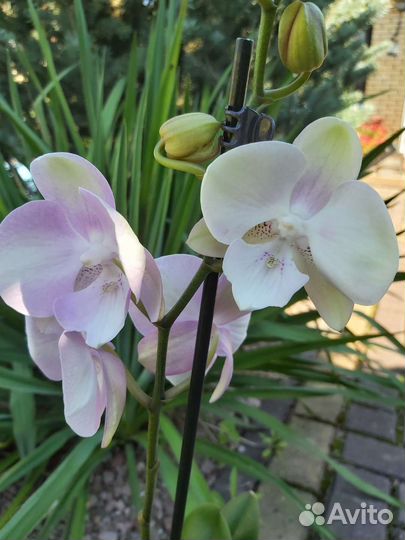 Орхидея фаленопсис биг лип Венецианский карнавал