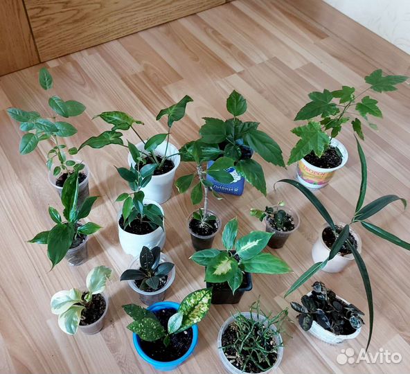 Комнатные цветы