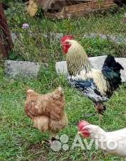Петух