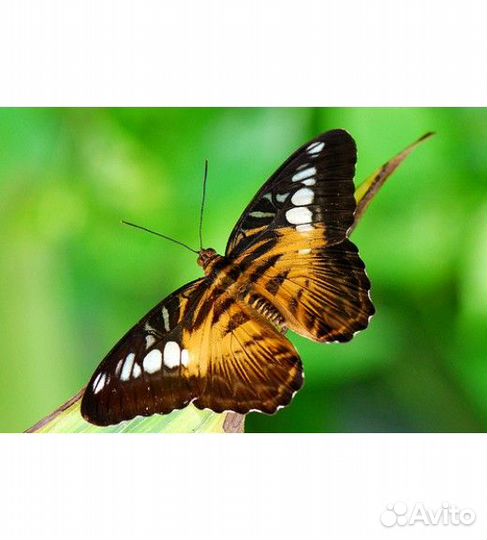 Бабочкариум миниферма