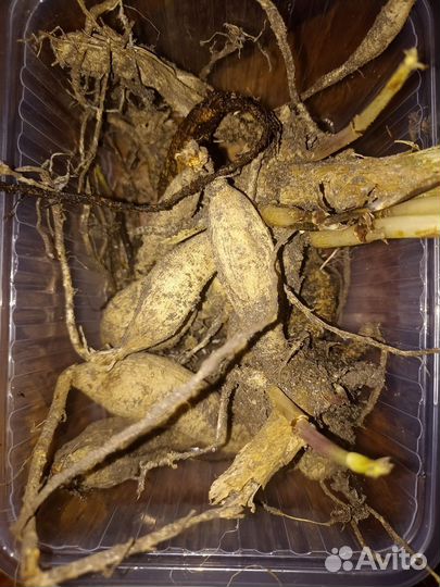 Георгина клубни