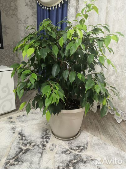 Фикус бенджамина