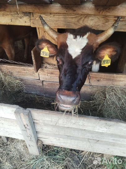 Бычок и телка