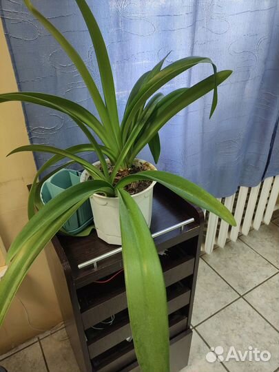 Лилии (гиппеаструм) луковицы