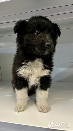 Щенок в добрые руки бесплатно девочка