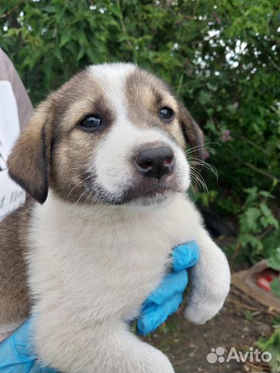 Ищем самый лучший дом и мампап