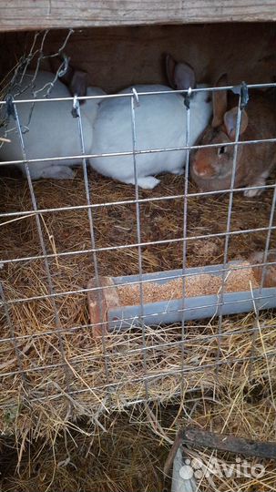 Продам кроликов