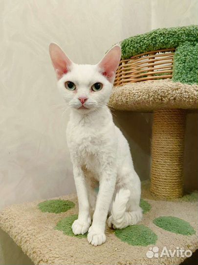 Девон-рекс кошка