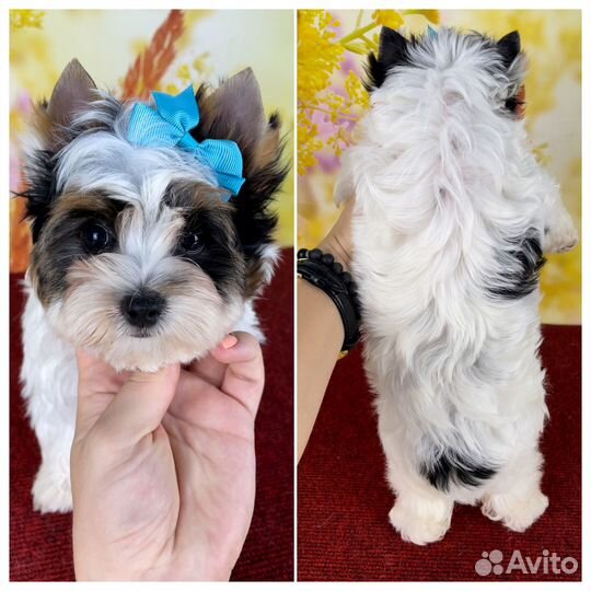 Бивер мальчик стандарт