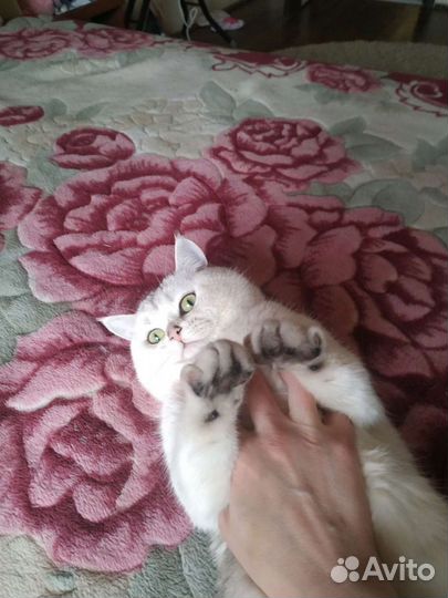 Кот британец (Вязка)