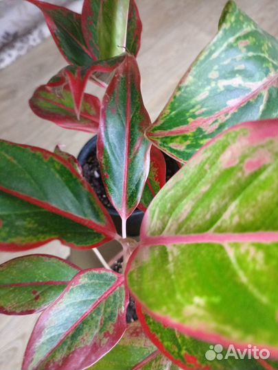 Аглаонема баттерфляй. Крит