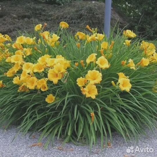 Лилейник Стелла де оро /Stella de Oro 02м