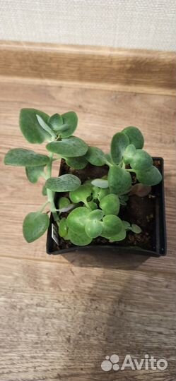 Фикус, бегония, крассула