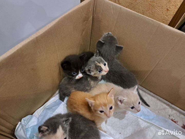 Котята ищут дом