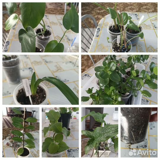 Комнатные цветы шефлера