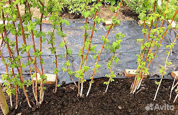 Малина Таруса саженцы