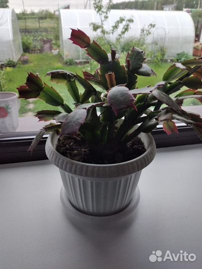 Продам цветы комнатные