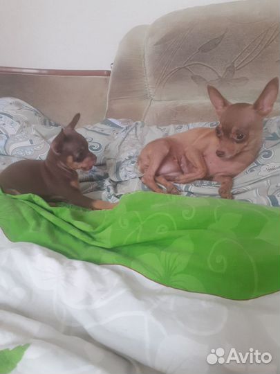 Мини той-терьер