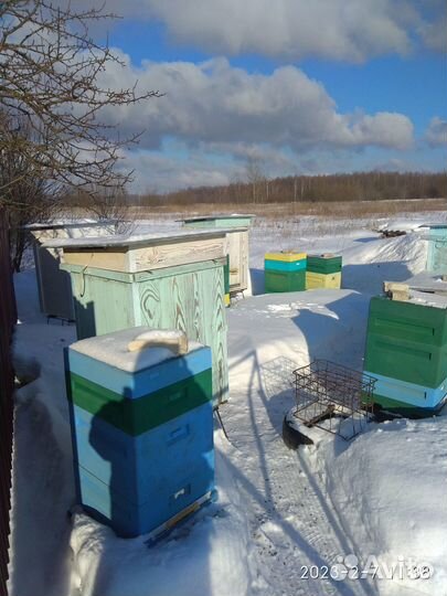 Пчелопакеты бакфаст