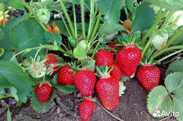 Рассада клубники клери альба