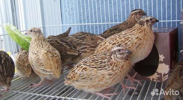 Продам перепелов