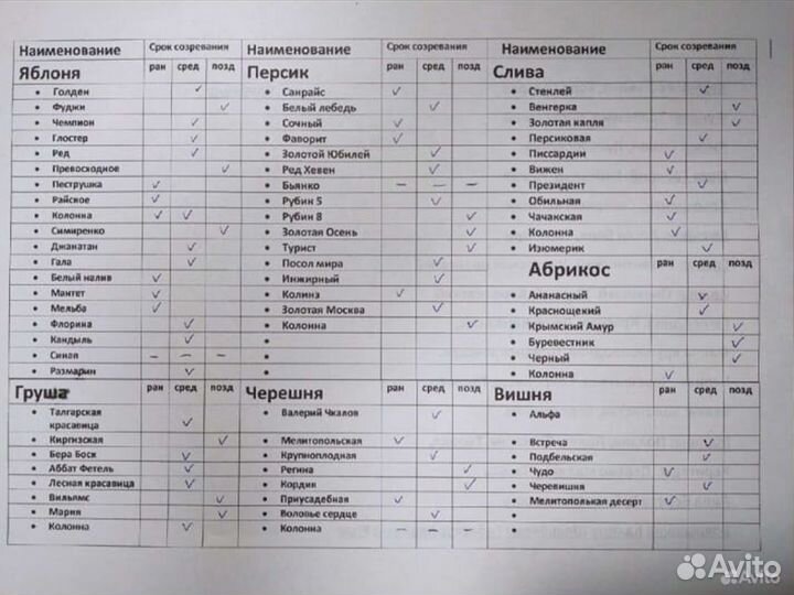 Саженцы Розы Императрица Фарах