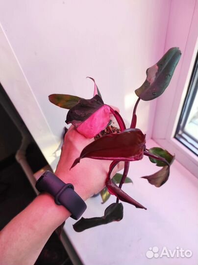 Филодендрон розовая принцесса