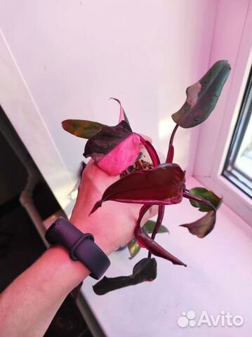 Филодендрон розовая принцесса