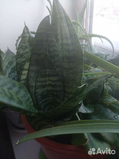 Сансевиерия