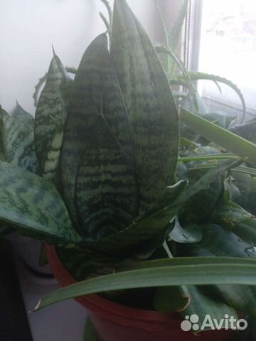 Сансевиерия