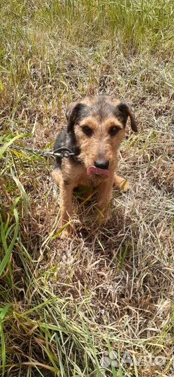 Ягдтерьеры