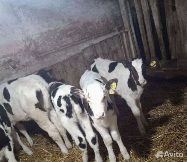 Телята бычки