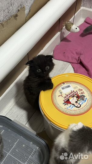 Отдам котенка мальчика