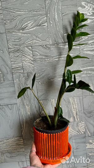 Замиокулькас