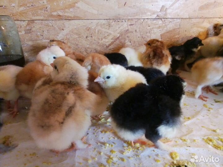 Инкубационное яйцо, цыплята на заказ