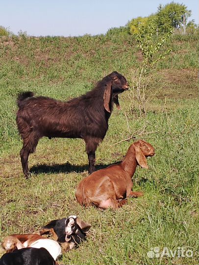 Козел козлята