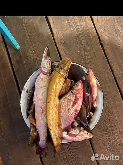 Свежемороженная рыба речная
