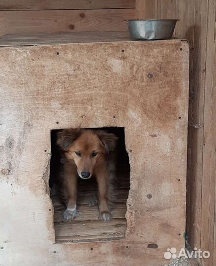 Марта ищет дом