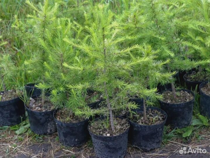 Лиственница Сибирская опт крупномеры хвойные