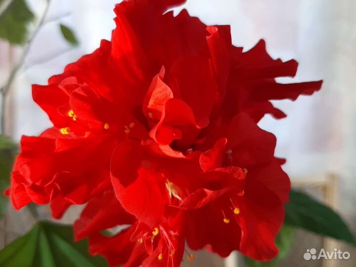 Гибискус китайская роза