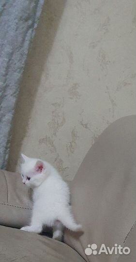 Продам котёнка плюшевого малыша