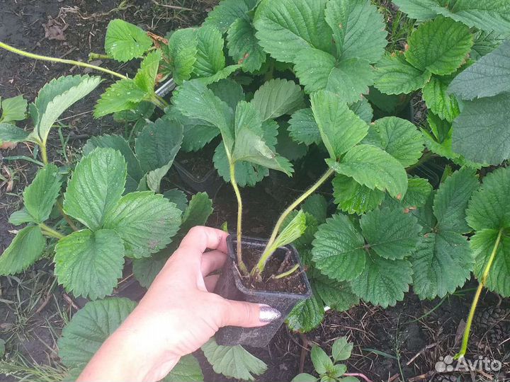 Саженцы клубники 37сортов, новинки