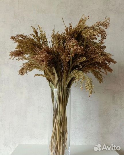 Сухоцветы дикоросы для декора