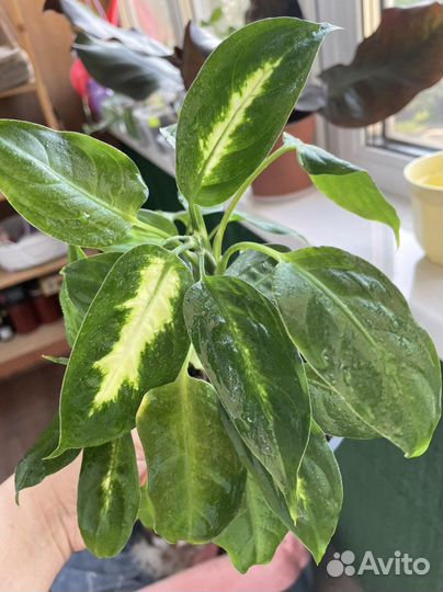 Диффенбахия камилла