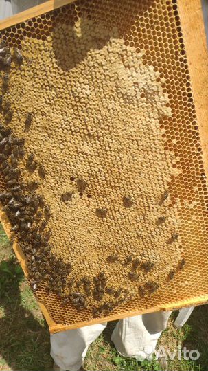 Липовый мед,куботейнер 24 литра Отправим в регионы