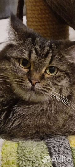 Шикарная Пати