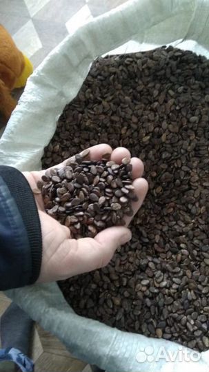 Семена арбуза 