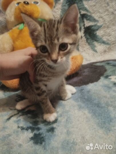 Отдам котика